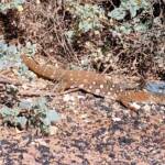 Perentie (Varanus giganteus), Alice Springs Sewage Ponds © Dorothy Latimer