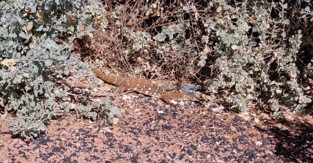 Perentie (Varanus giganteus), Alice Springs Sewage Ponds © Dorothy Latimer