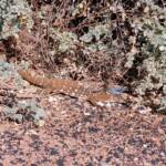 Perentie (Varanus giganteus), Alice Springs Sewage Ponds © Dorothy Latimer