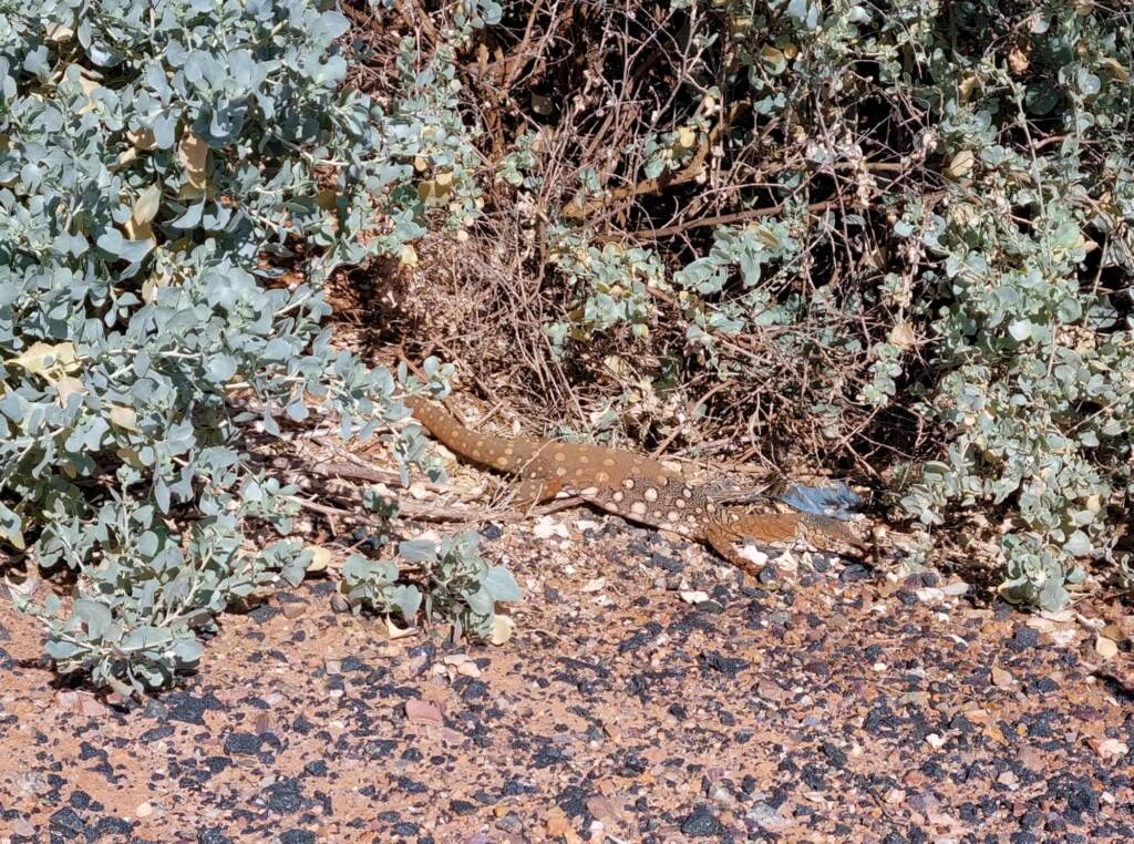 Perentie (Varanus giganteus), Alice Springs Sewage Ponds © Dorothy Latimer