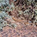 Perentie (Varanus giganteus), Alice Springs Sewage Ponds © Dorothy Latimer