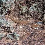 Perentie (Varanus giganteus), Alice Springs Sewage Ponds © Dorothy Latimer