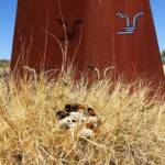 Puppy Love, Alice Springs Beanie Festival, Central Australia NT