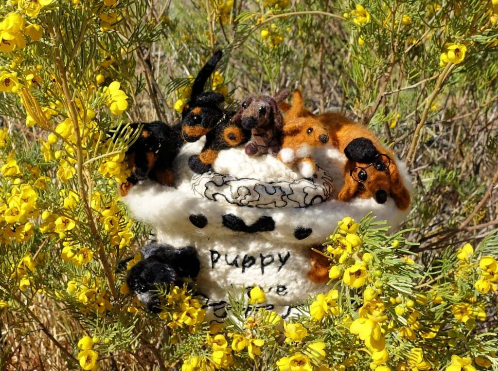 Puppy Love, Alice Springs Beanie Festival, Central Australia NT