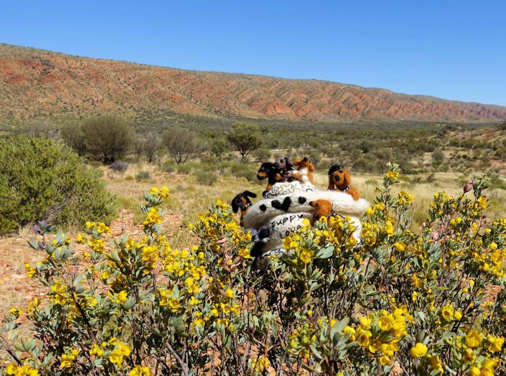 Puppy Love, Alice Springs Beanie Festival, Central Australia NT