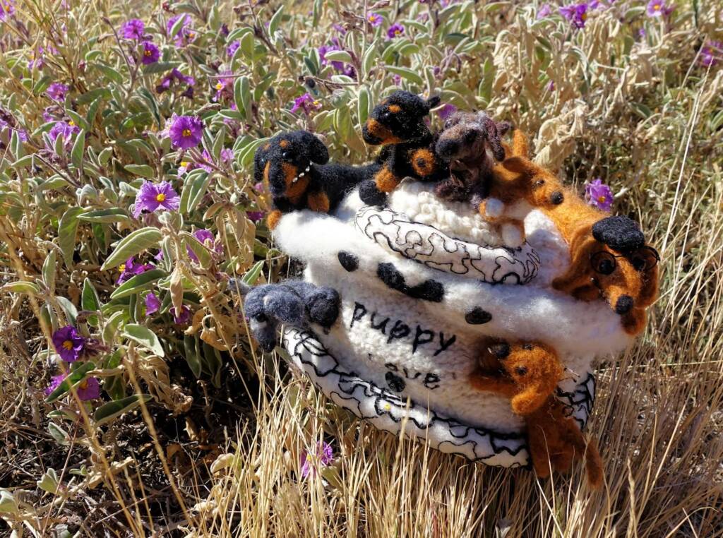 Puppy Love, Alice Springs Beanie Festival, Central Australia NT