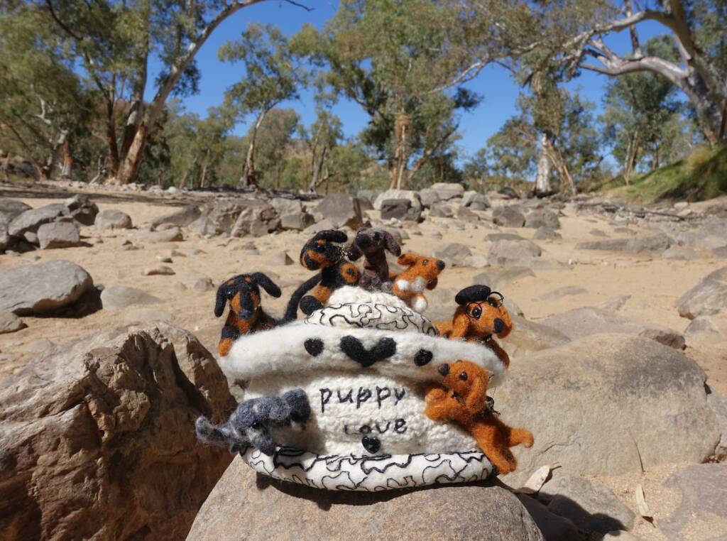 Puppy Love, Alice Springs Beanie Festival, Central Australia NT