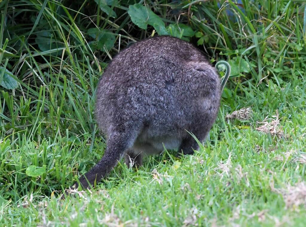 Red-necked Pademelon (Thylogale thetis), O'Reilly, Lamington National Park, QLD
