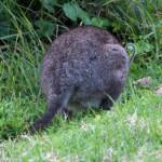 Red-necked Pademelon (Thylogale thetis), O'Reilly, Lamington National Park, QLD