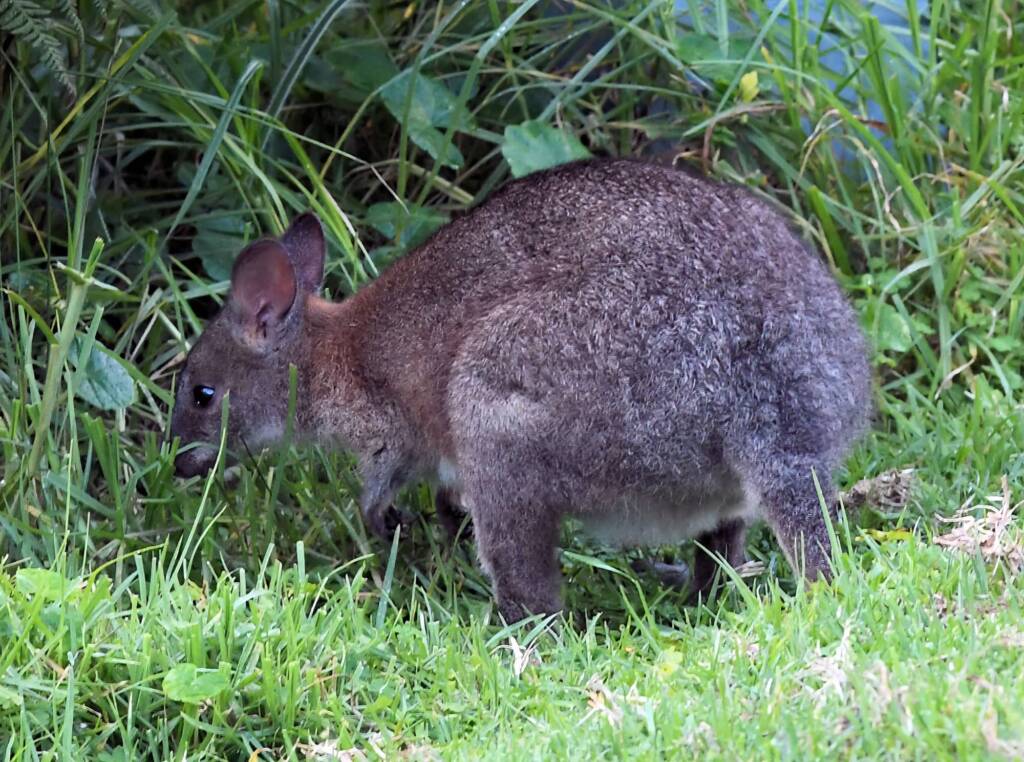 Red-necked Pademelon (Thylogale thetis), O'Reilly, Lamington National Park, QLD
