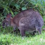 Red-necked Pademelon (Thylogale thetis), O'Reilly, Lamington National Park, QLD