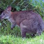Red-necked Pademelon (Thylogale thetis), O'Reilly, Lamington National Park, QLD