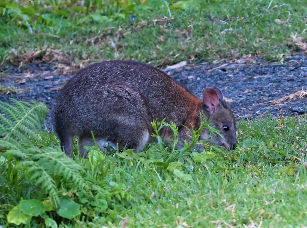 Red-necked Pademelon (Thylogale thetis), O'Reilly, Lamington National Park, QLD