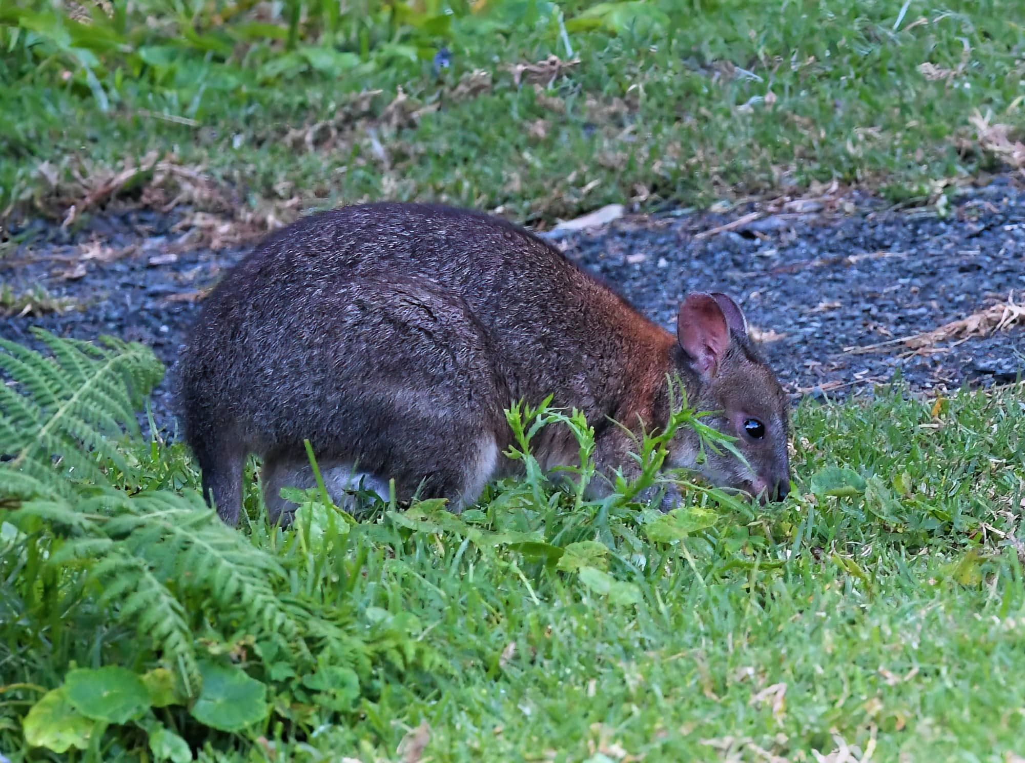 Red-necked Pademelon (Thylogale thetis), O'Reilly, Lamington National Park, QLD