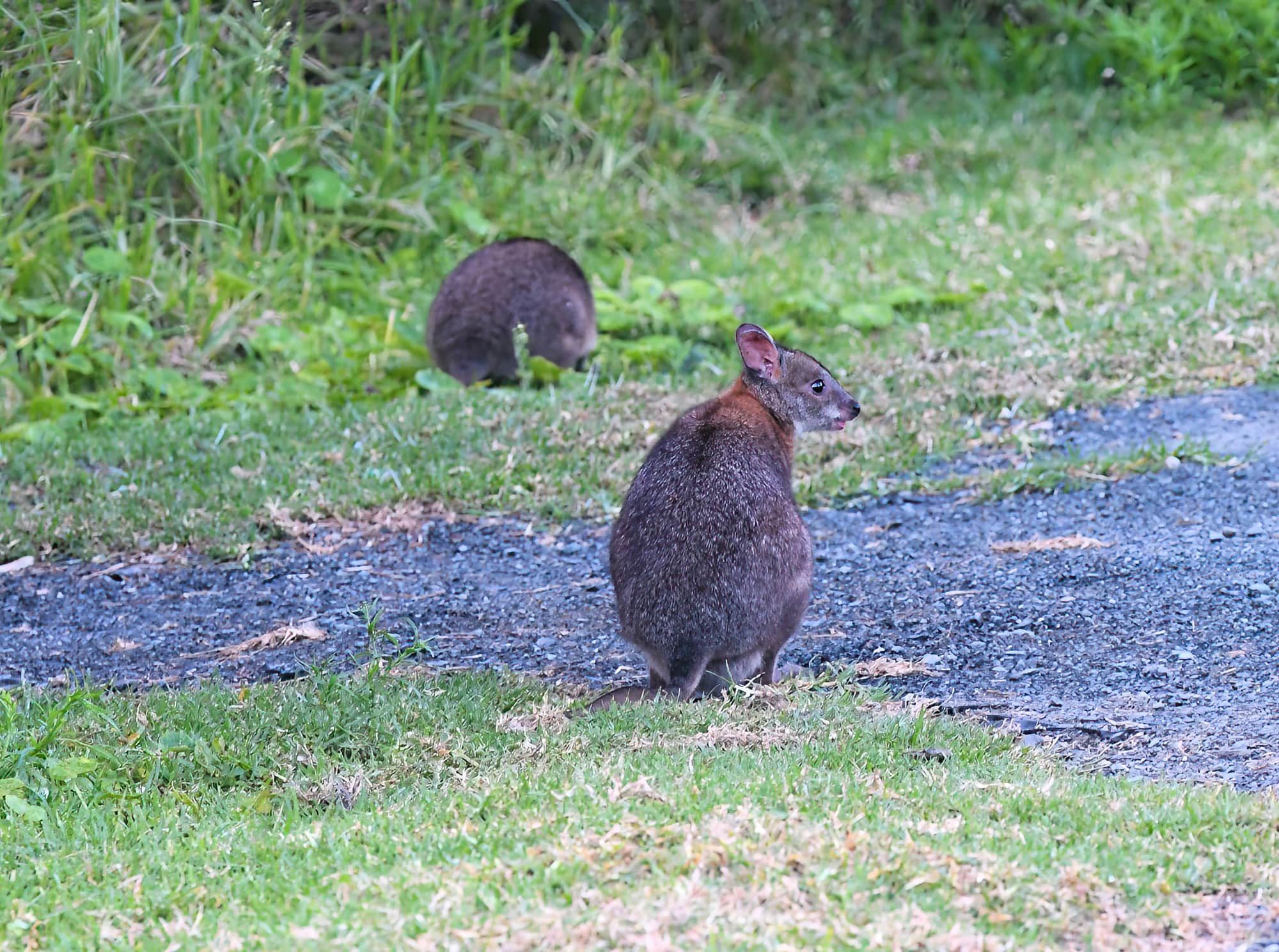 Red-necked Pademelon (Thylogale thetis), O'Reilly, Lamington National Park, QLD