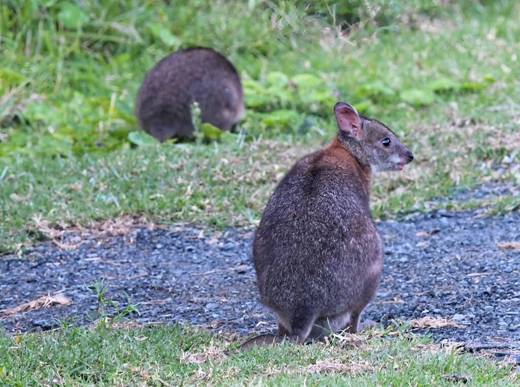 Red-necked Pademelon (Thylogale thetis), O'Reilly, Lamington National Park, QLD