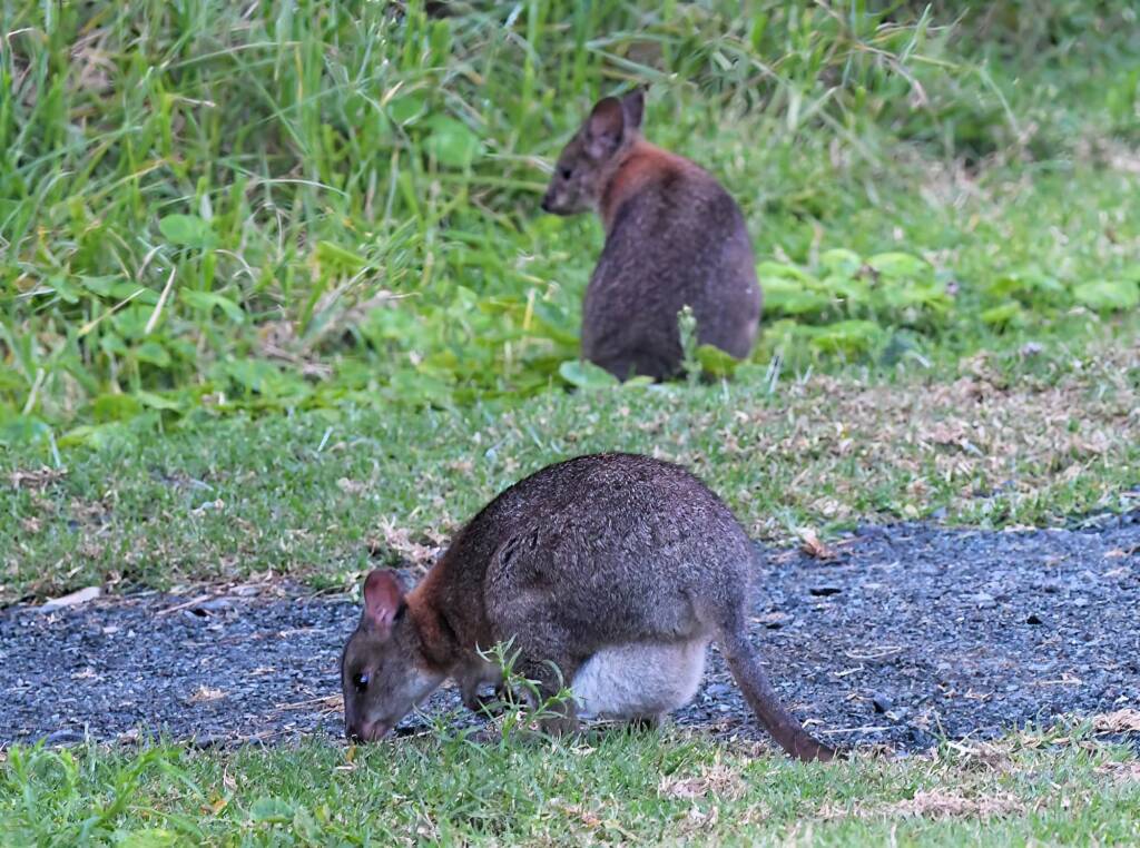 Red-necked Pademelon (Thylogale thetis), O'Reilly, Lamington National Park, QLD