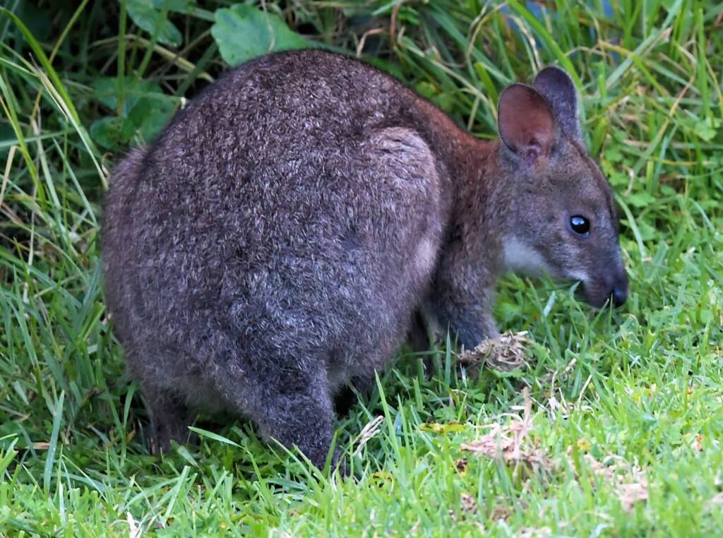 Red-necked Pademelon (Thylogale thetis), O'Reilly, Lamington National Park, QLD