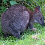 Red-necked Pademelon (Thylogale thetis), O'Reilly, Lamington National Park, QLD