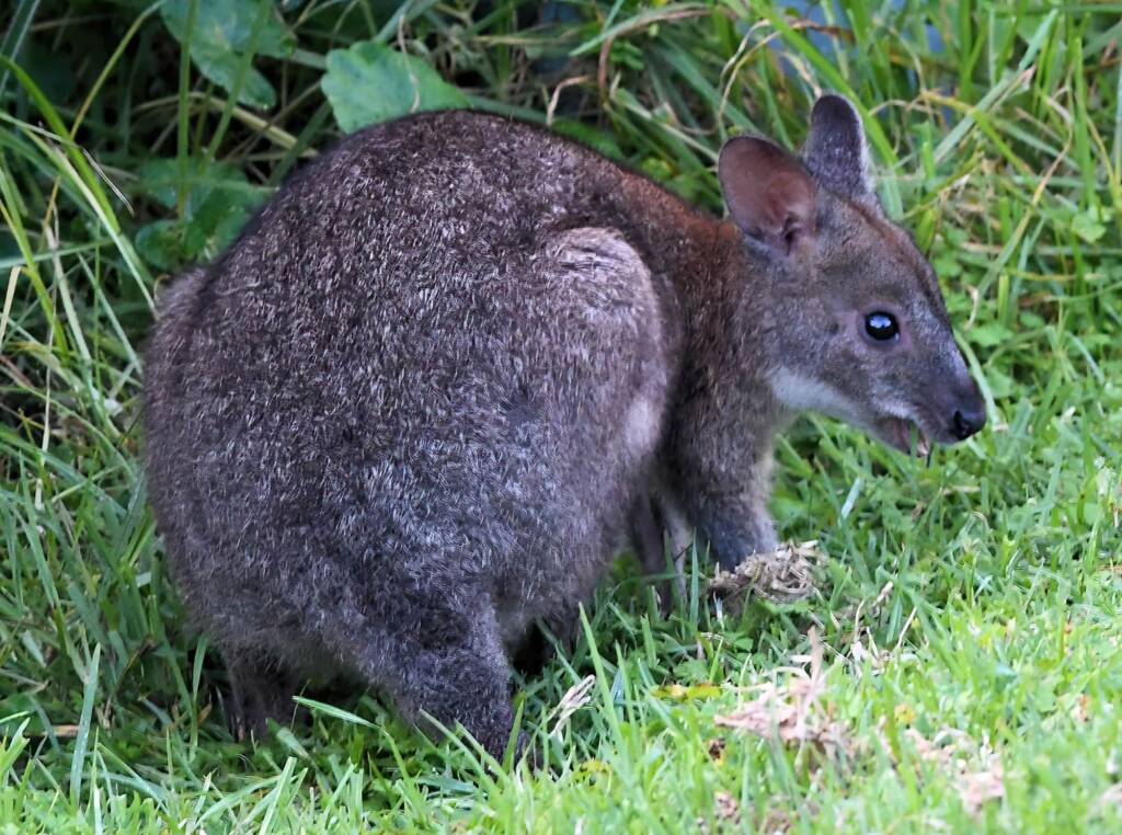 Red-necked Pademelon (Thylogale thetis), O'Reilly, Lamington National Park, QLD