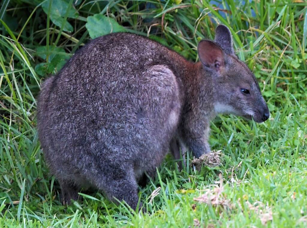 Red-necked Pademelon (Thylogale thetis), O'Reilly, Lamington National Park, QLD