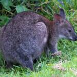 Red-necked Pademelon (Thylogale thetis), O'Reilly, Lamington National Park, QLD