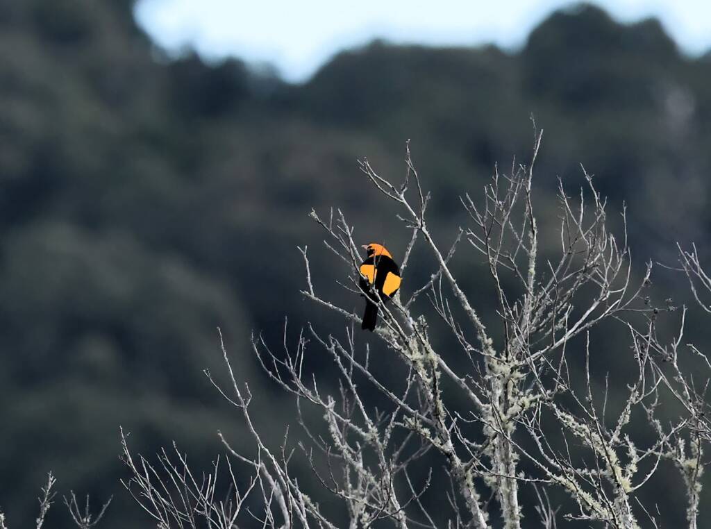 Regent Bowerbird (Sericulus chrysocephalus), O'Reilly, Lamington National Park, QLD