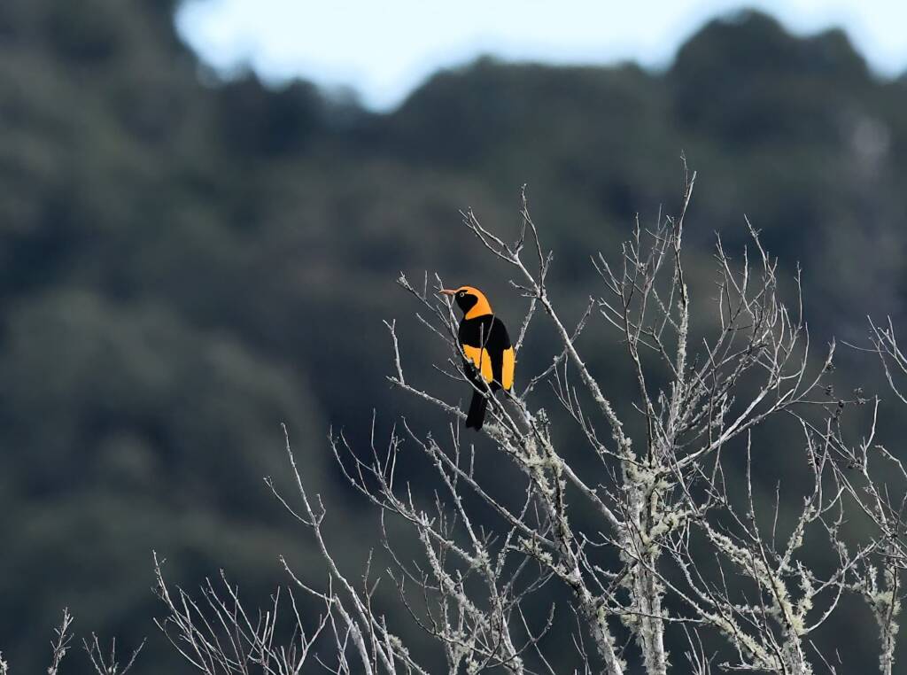 Regent Bowerbird (Sericulus chrysocephalus), O'Reilly, Lamington National Park, QLD