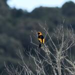 Regent Bowerbird (Sericulus chrysocephalus), O'Reilly, Lamington National Park, QLD