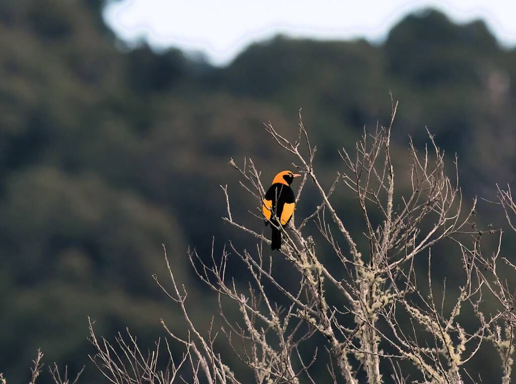 Regent Bowerbird (Sericulus chrysocephalus), O'Reilly, Lamington National Park, QLD