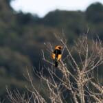 Regent Bowerbird (Sericulus chrysocephalus), O'Reilly, Lamington National Park, QLD