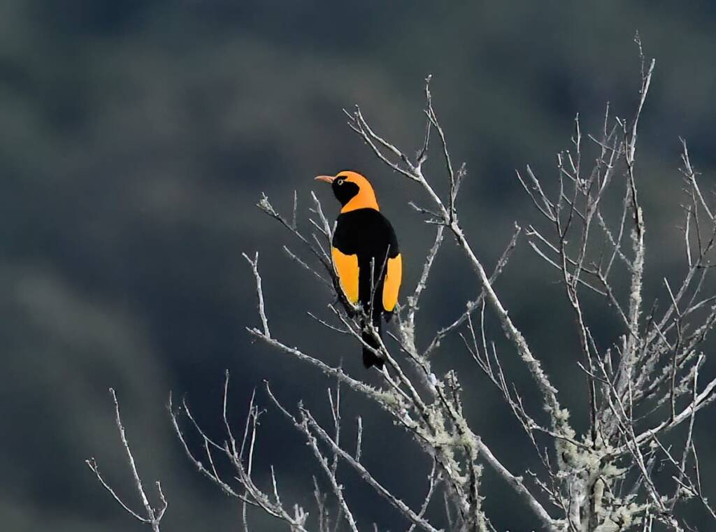 Regent Bowerbird (Sericulus chrysocephalus), O'Reilly, Lamington National Park, QLD