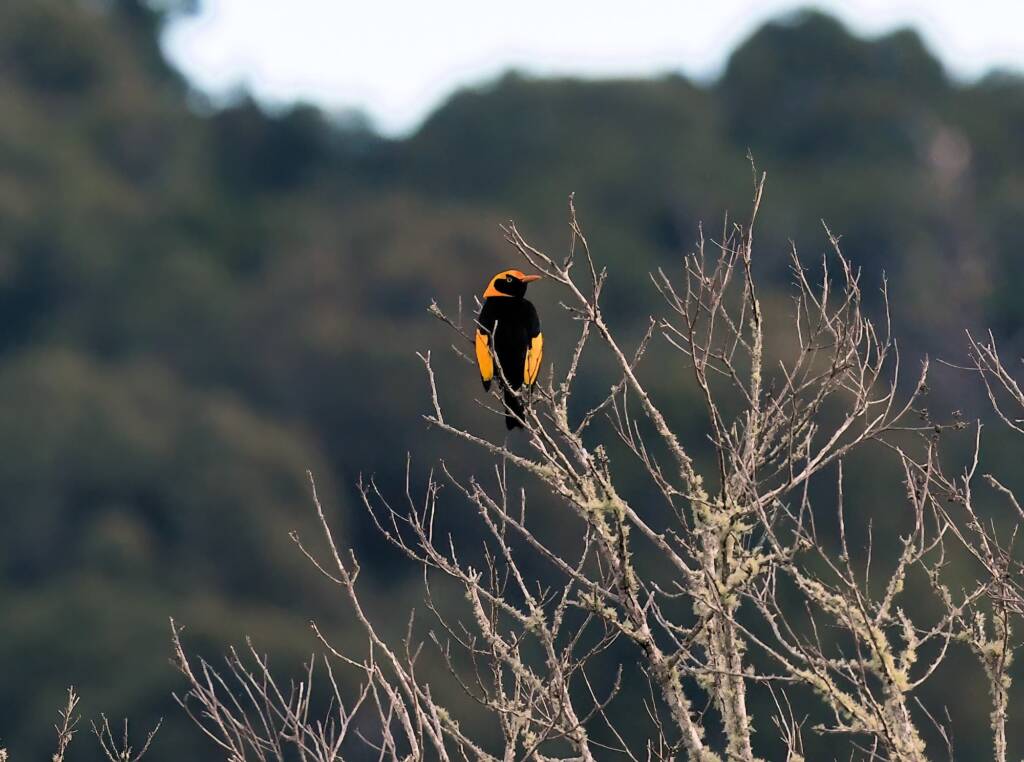 Regent Bowerbird (Sericulus chrysocephalus), O'Reilly, Lamington National Park, QLD