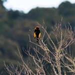 Regent Bowerbird (Sericulus chrysocephalus), O'Reilly, Lamington National Park, QLD