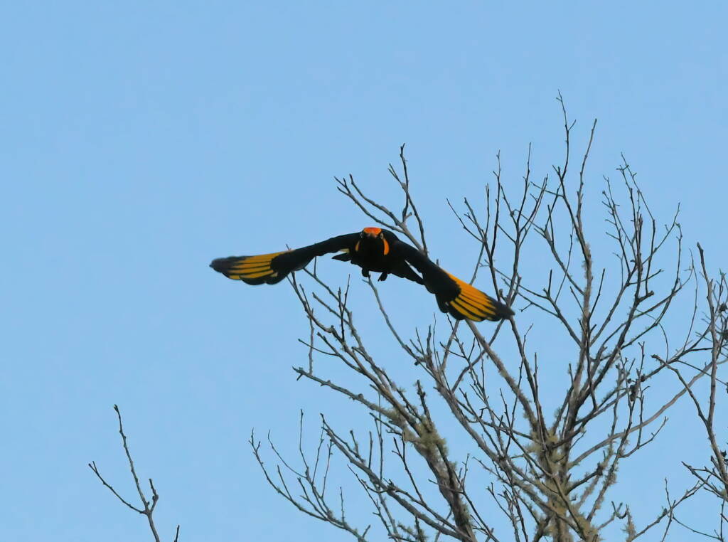 Regent Bowerbird (Sericulus chrysocephalus), O'Reilly, Lamington National Park, QLD © Dorothy Latimer