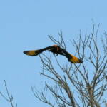 Regent Bowerbird (Sericulus chrysocephalus), O'Reilly, Lamington National Park, QLD © Dorothy Latimer