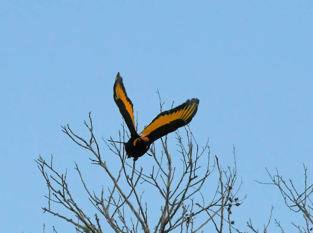 Regent Bowerbird (Sericulus chrysocephalus), O'Reilly, Lamington National Park, QLD © Dorothy Latimer