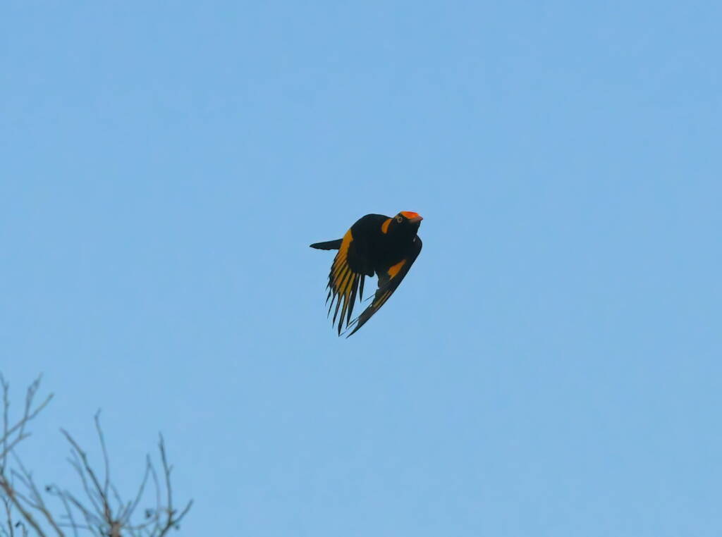 Regent Bowerbird (Sericulus chrysocephalus), O'Reilly, Lamington National Park, QLD © Dorothy Latimer