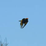 Regent Bowerbird (Sericulus chrysocephalus), O'Reilly, Lamington National Park, QLD © Dorothy Latimer