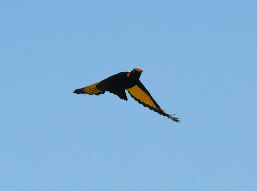 Regent Bowerbird (Sericulus chrysocephalus), O'Reilly, Lamington National Park, QLD © Dorothy Latimer