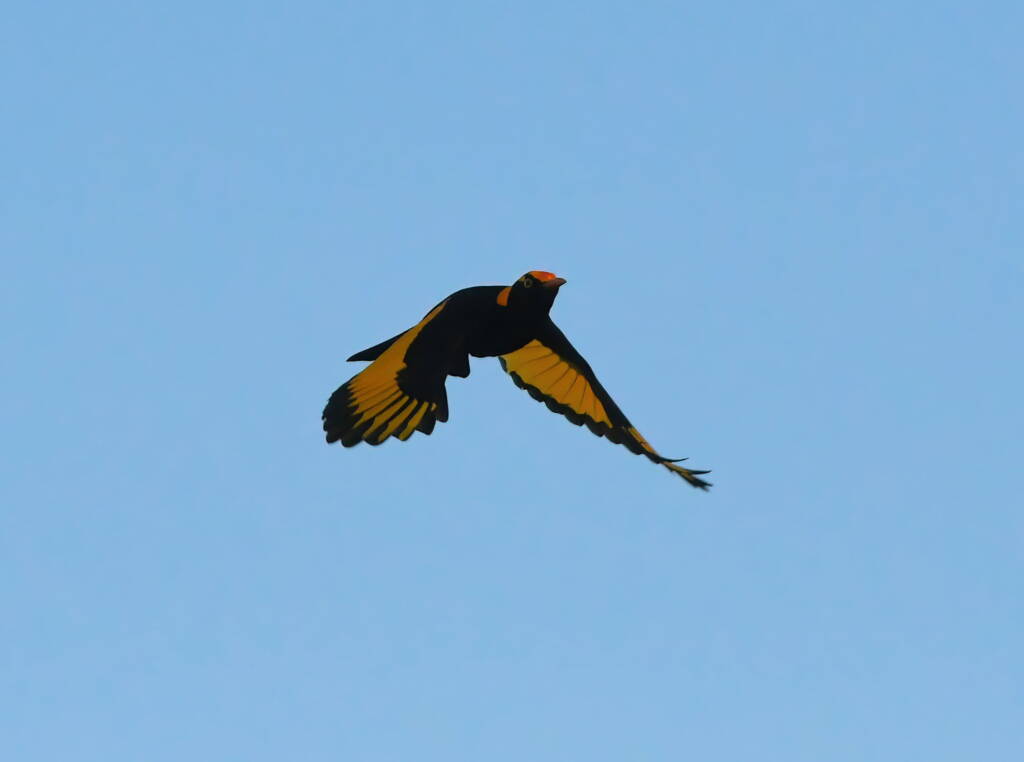 Regent Bowerbird (Sericulus chrysocephalus), O'Reilly, Lamington National Park, QLD © Dorothy Latimer