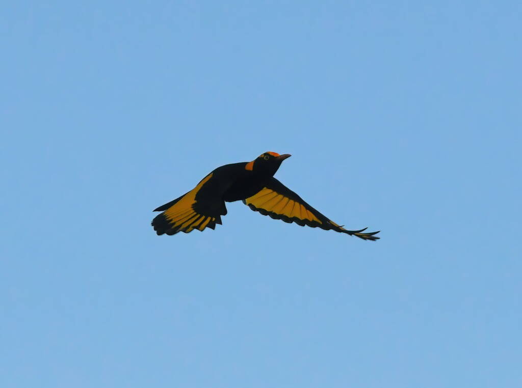 Regent Bowerbird (Sericulus chrysocephalus), O'Reilly, Lamington National Park, QLD © Dorothy Latimer