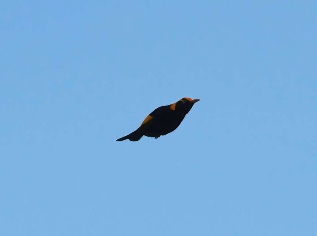 Regent Bowerbird (Sericulus chrysocephalus), O'Reilly, Lamington National Park, QLD © Dorothy Latimer