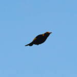 Regent Bowerbird (Sericulus chrysocephalus), O'Reilly, Lamington National Park, QLD © Dorothy Latimer