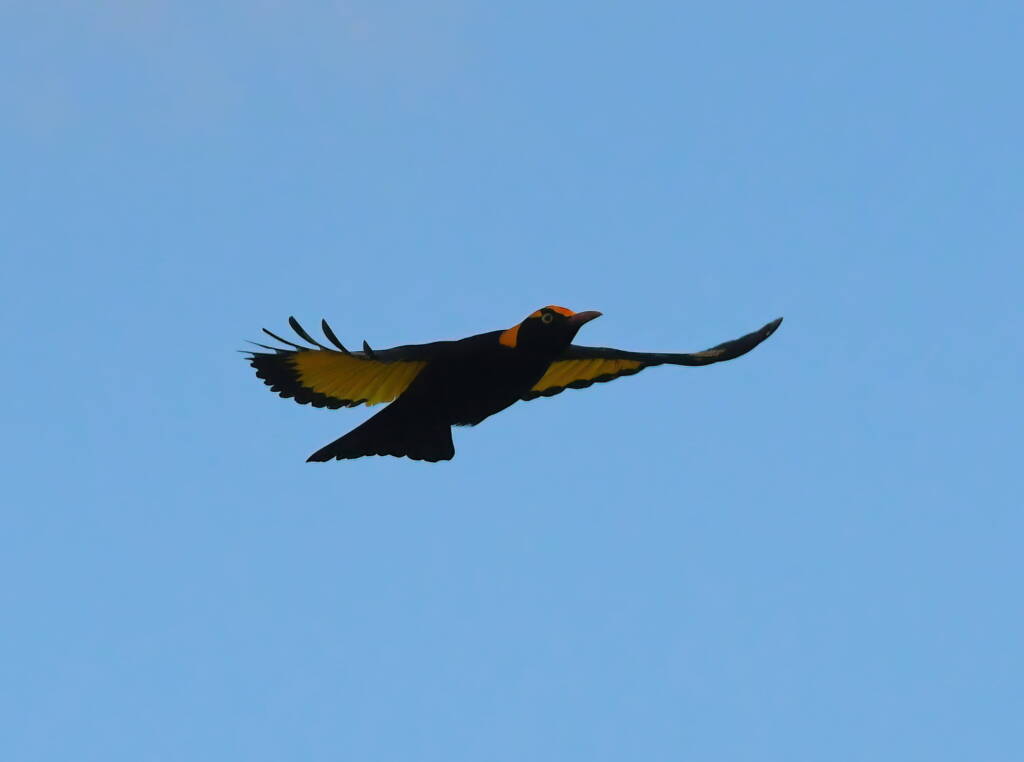 Regent Bowerbird (Sericulus chrysocephalus), O'Reilly, Lamington National Park, QLD © Dorothy Latimer