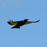 Regent Bowerbird (Sericulus chrysocephalus), O'Reilly, Lamington National Park, QLD © Dorothy Latimer
