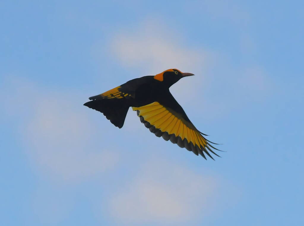 Regent Bowerbird (Sericulus chrysocephalus), O'Reilly, Lamington National Park, QLD © Dorothy Latimer