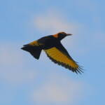 Regent Bowerbird (Sericulus chrysocephalus), O'Reilly, Lamington National Park, QLD © Dorothy Latimer