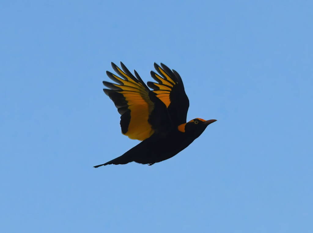 Regent Bowerbird (Sericulus chrysocephalus), O'Reilly, Lamington National Park, QLD © Dorothy Latimer