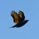 Regent Bowerbird (Sericulus chrysocephalus), O'Reilly, Lamington National Park, QLD © Dorothy Latimer